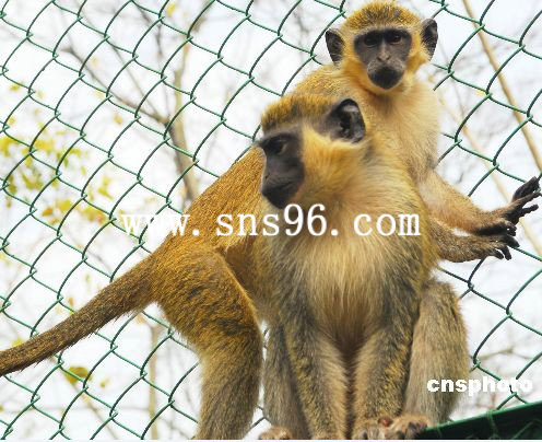 動(dòng)物園猴子網(wǎng)