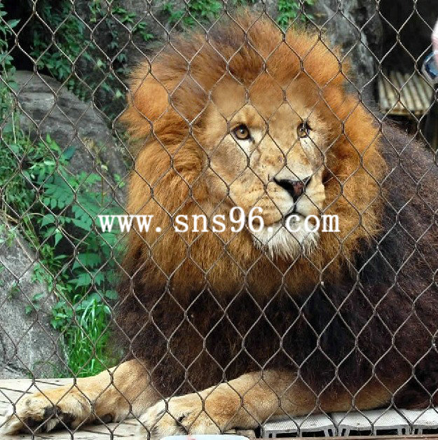 動(dòng)物園獅子網(wǎng)